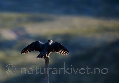 BB 14 0265 / Falco rusticolus / Jaktfalk